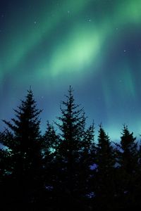 Preview wallpaper northern lights, spruce, trees, night