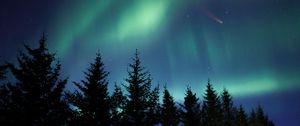 Preview wallpaper northern lights, spruce, trees, night