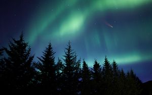 Preview wallpaper northern lights, spruce, trees, night