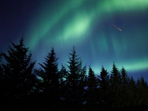 Preview wallpaper northern lights, spruce, trees, night