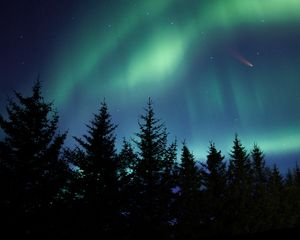 Preview wallpaper northern lights, spruce, trees, night