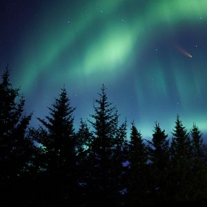 Preview wallpaper northern lights, spruce, trees, night