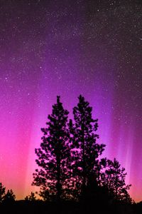 Preview wallpaper northern lights, starry sky, night, trees