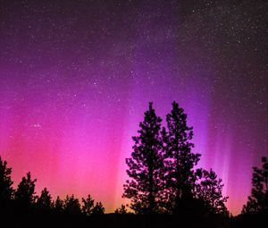 Preview wallpaper northern lights, starry sky, night, trees