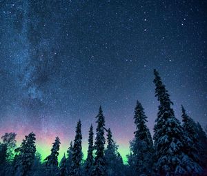 Preview wallpaper northern lights, starry sky, trees