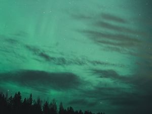 Preview wallpaper northern lights, starry sky, trees, night