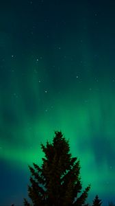 Preview wallpaper northern lights, stars, night, spruce, trees, dark