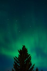 Preview wallpaper northern lights, stars, night, spruce, trees, dark