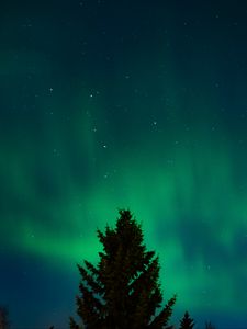 Preview wallpaper northern lights, stars, night, spruce, trees, dark