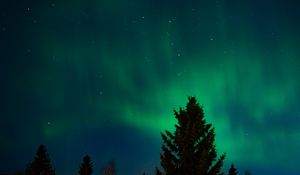 Preview wallpaper northern lights, stars, night, spruce, trees, dark