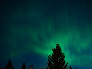 Preview wallpaper northern lights, stars, night, spruce, trees, dark