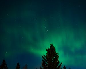 Preview wallpaper northern lights, stars, night, spruce, trees, dark