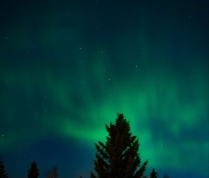 Preview wallpaper northern lights, stars, night, spruce, trees, dark