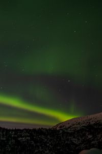 Preview wallpaper northern lights, trees, forest, snow, night