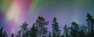 Preview wallpaper northern lights, trees, multi-colored