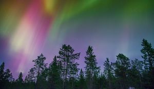 Preview wallpaper northern lights, trees, multi-colored