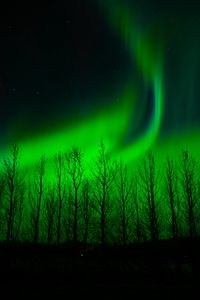 Preview wallpaper northern lights, trees, silhouette, night