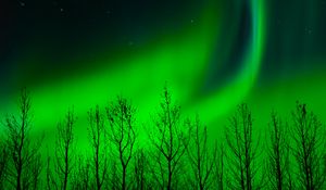 Preview wallpaper northern lights, trees, silhouette, night