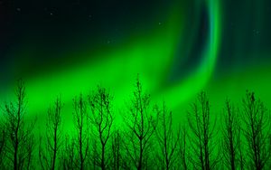 Preview wallpaper northern lights, trees, silhouette, night