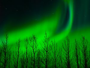 Preview wallpaper northern lights, trees, silhouette, night