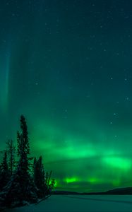 Preview wallpaper northern lights, trees, snow, winter, nature