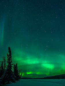 Preview wallpaper northern lights, trees, snow, winter, nature