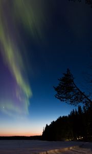 Preview wallpaper northern lights, winter, forest, night, trees