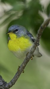 Preview wallpaper northern parula, bird, branch, wildlife