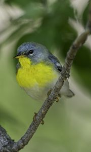 Preview wallpaper northern parula, bird, branch, wildlife