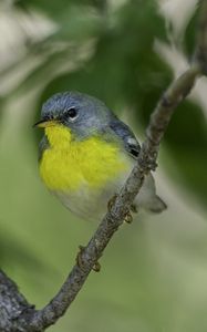 Preview wallpaper northern parula, bird, branch, wildlife