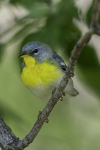 Preview wallpaper northern parula, bird, branch, wildlife