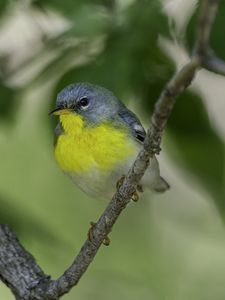 Preview wallpaper northern parula, bird, branch, wildlife