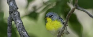 Preview wallpaper northern parula, bird, branch, wildlife