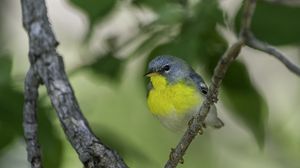 Preview wallpaper northern parula, bird, branch, wildlife