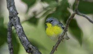 Preview wallpaper northern parula, bird, branch, wildlife