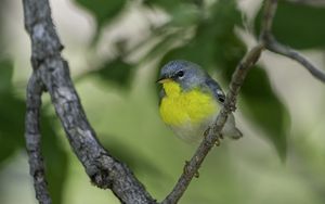 Preview wallpaper northern parula, bird, branch, wildlife