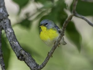 Preview wallpaper northern parula, bird, branch, wildlife