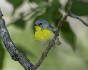 Preview wallpaper northern parula, bird, branch, wildlife