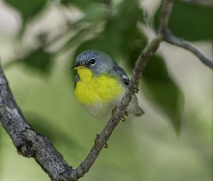 Preview wallpaper northern parula, bird, branch, wildlife