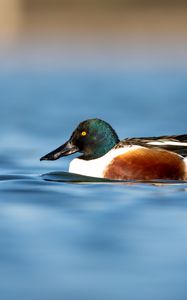 Preview wallpaper northern shoveler, duck, water, pond, beak