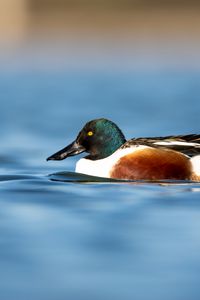 Preview wallpaper northern shoveler, duck, water, pond, beak