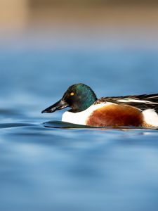 Preview wallpaper northern shoveler, duck, water, pond, beak