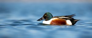 Preview wallpaper northern shoveler, duck, water, pond, beak