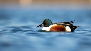 Preview wallpaper northern shoveler, duck, water, pond, beak