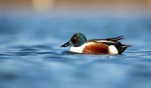 Preview wallpaper northern shoveler, duck, water, pond, beak