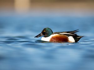 Preview wallpaper northern shoveler, duck, water, pond, beak