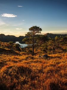 Preview wallpaper norway, trees, sky, grass