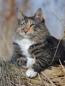 Preview wallpaper norwegian forest cat, cat, fluffy