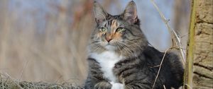 Preview wallpaper norwegian forest cat, cat, fluffy