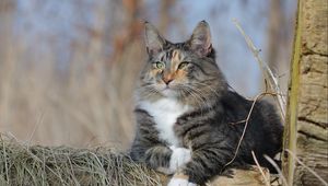 Preview wallpaper norwegian forest cat, cat, fluffy